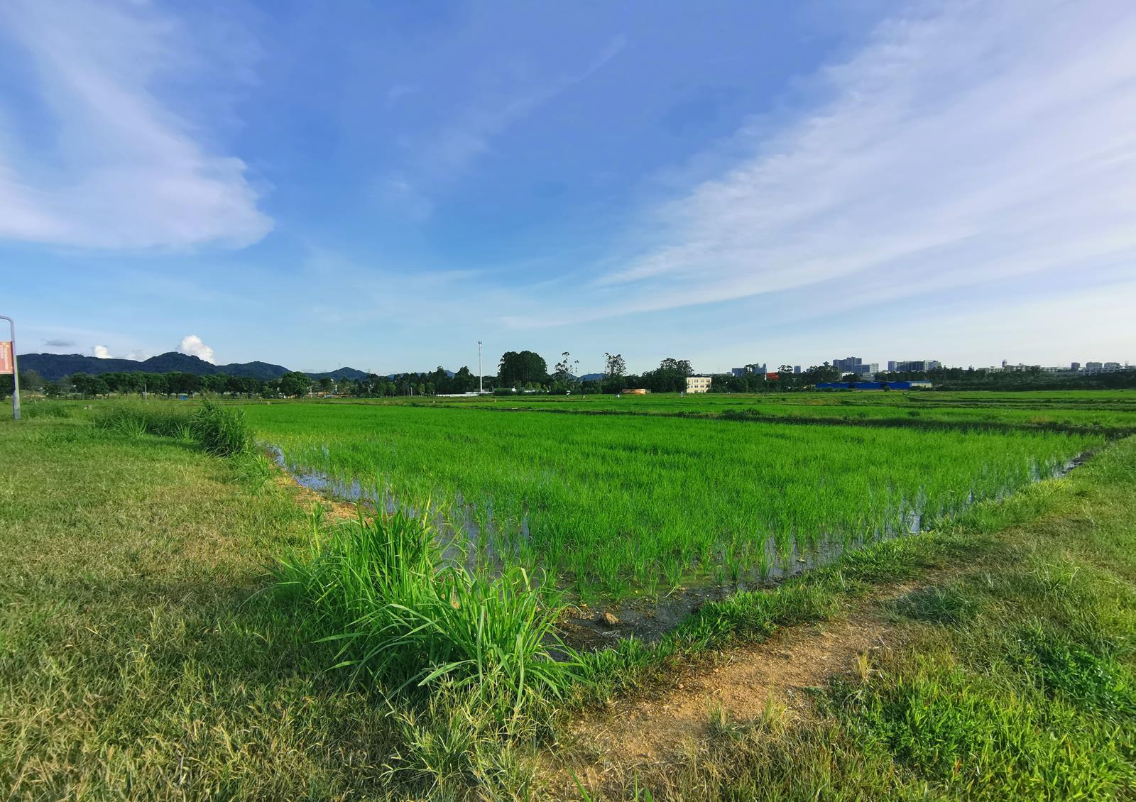 农村无码生活纪实，探索田园风光，感受淳朴民风与自然和谐共处