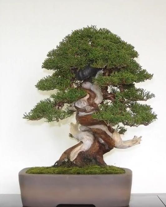 秋霜无码鲁丝AV惊艳上线，高清画质极致体验，不容错过的视觉盛宴