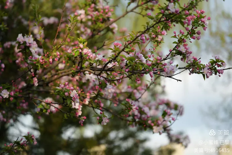 春色av撩人春意盎然花开满园，芬芳四溢醉人心扉，踏青赏景正当时