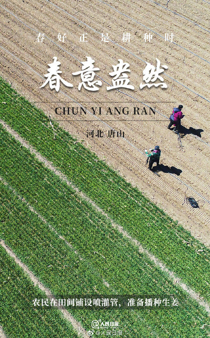 青青草青青干随风摇曳映朝阳,大地披绿装,生机盎然展画卷 青青草青青干随风摇曳映朝阳,大地披绿装,生机盎然展画卷