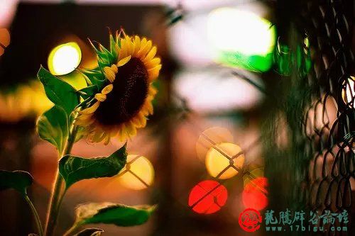 老太太czwww的晚年生活充满智慧与温暖，分享快乐，传递幸福，感悟人生真谛