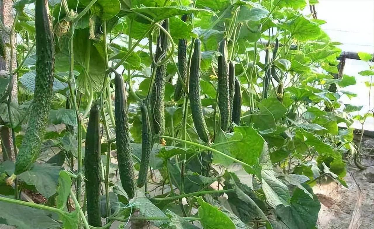 国产大黄瓜种植技巧，丰收秘诀，助你轻松打造高产菜园
