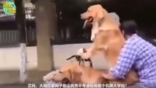 18岁鸭子影院欢乐上映，青春萌宠爆笑来袭，不容错过的治愈时光
