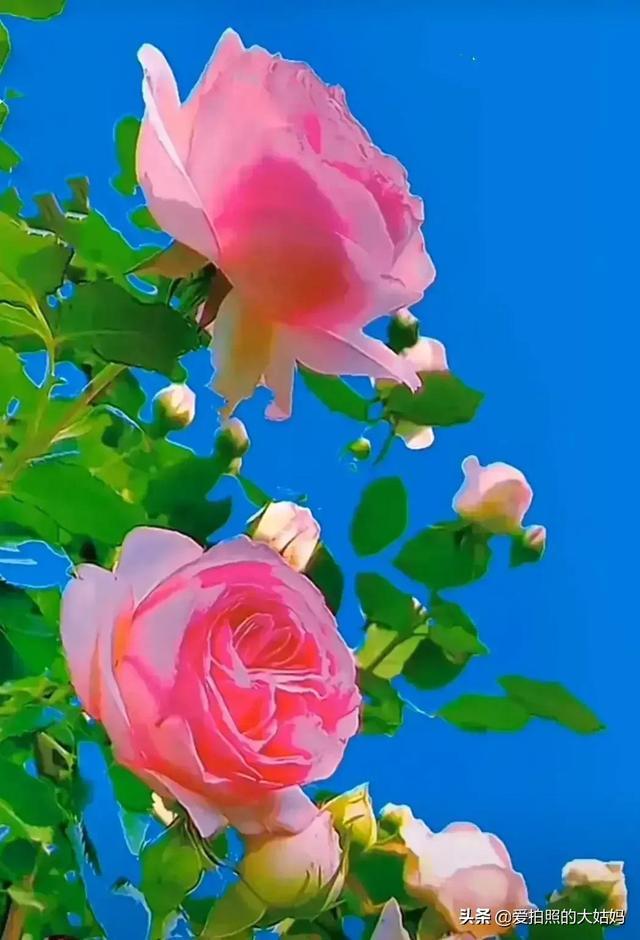春色av撩人春意盎然花开满园，芬芳四溢醉人心扉，踏青赏景正当时
