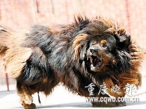 藏獒又硬又粗进去好爽浜，探索猛犬独特魅力，揭秘饲养技巧与快乐体验