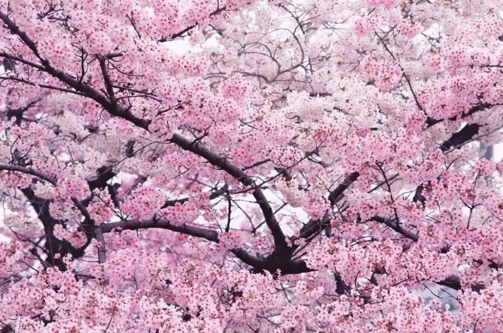 国产精品久久久樱花绽放绚烂，春日限定美景，浪漫赏花胜地