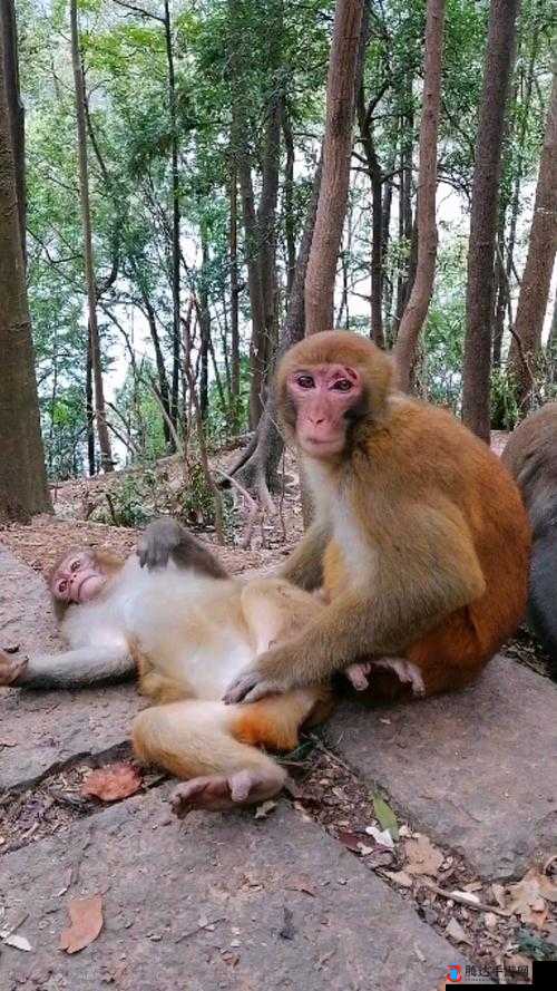 1.二人努力生猴子全程免费看