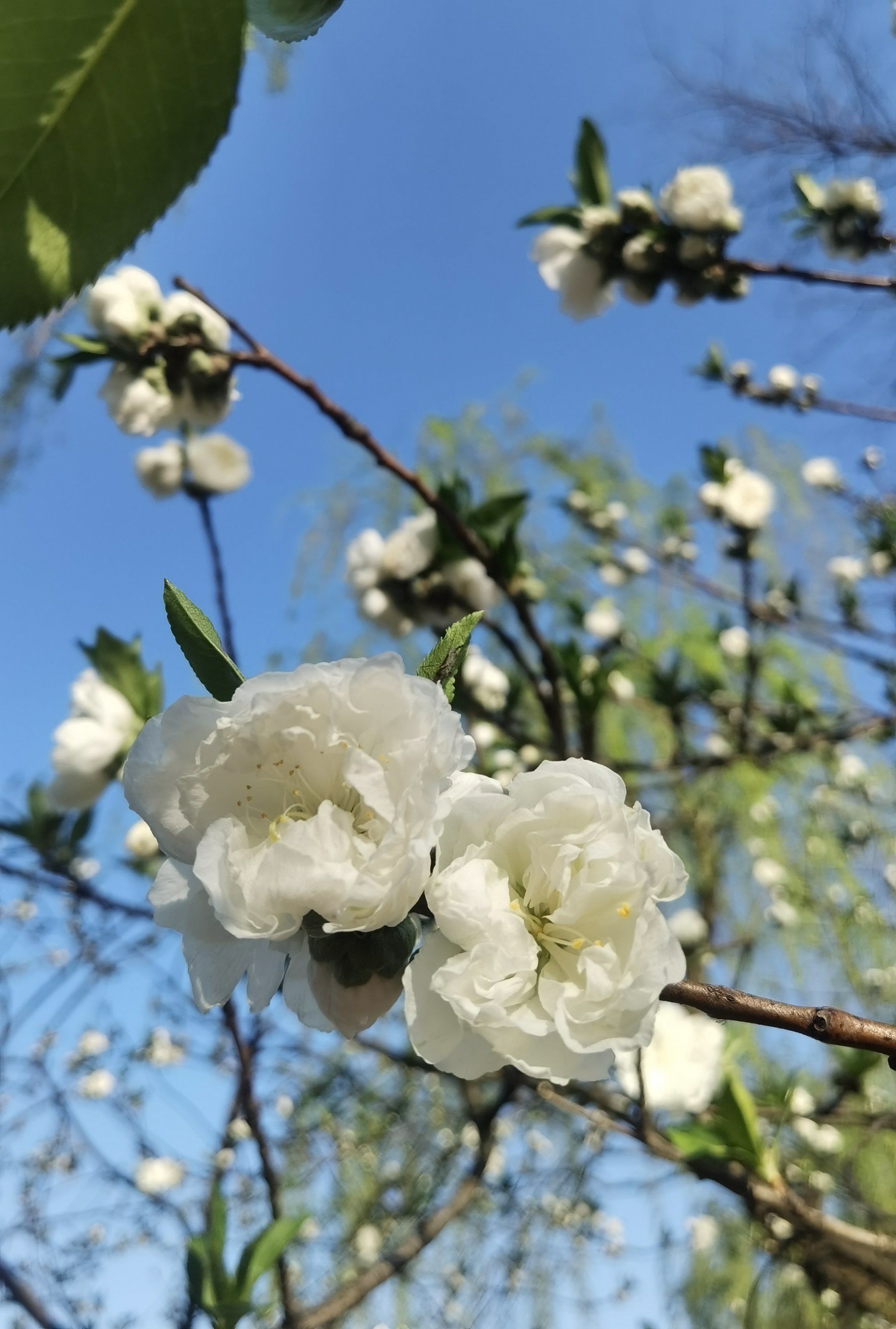 2.开小嫩苞尝高清HD，春日芬芳绽放，青春活力四射，定格美好瞬间