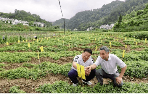 成人草打造健康生活，成人草种植技巧，成人草养护指南