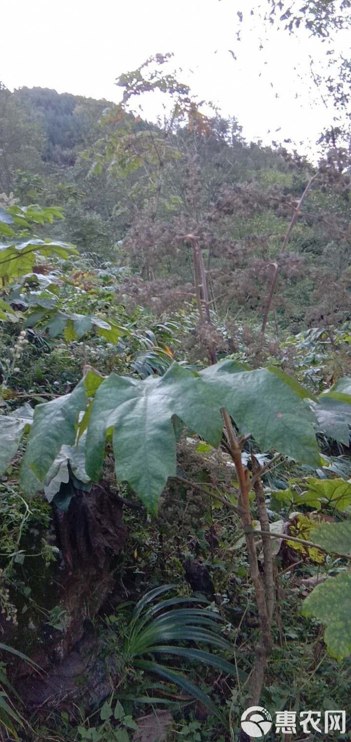 通草苗多少钱一株浜，最新价格趋势，购买渠道推荐，种植技巧分享