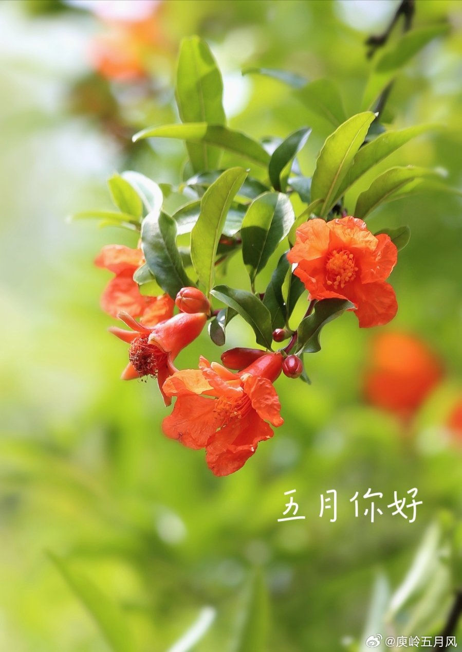 *丁香五月日老师的教学风采，温暖如五月阳光，点亮学生梦想*
