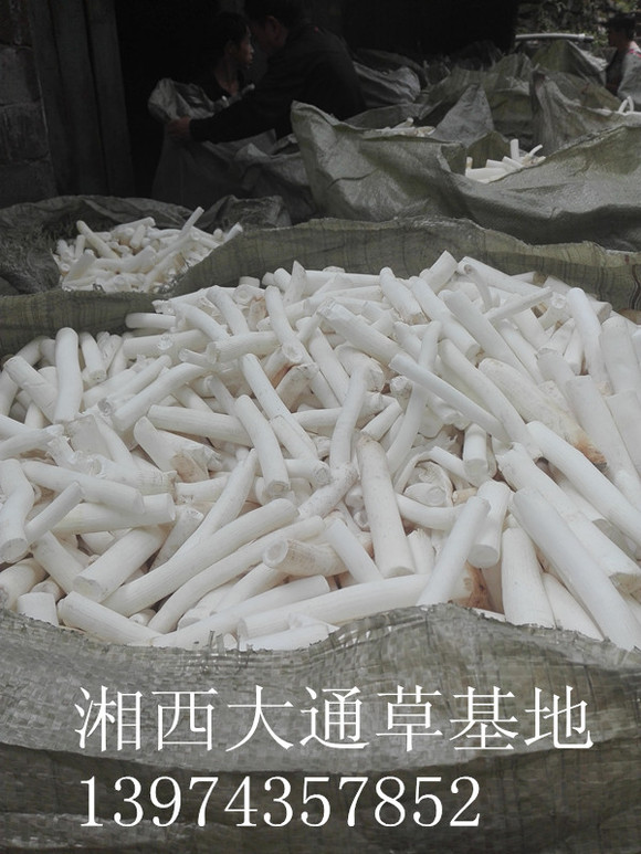 通草苗价格查询一株浜多少钱