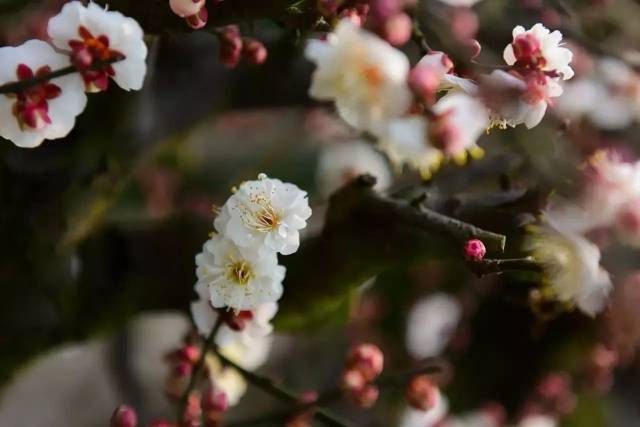 青青草婷婷绽放原野，微风轻拂，芬芳四溢，绘就自然画卷