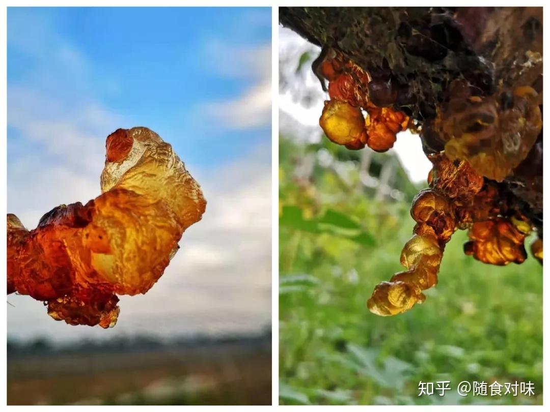 男生困困男人困困樱桃的奇幻冒险，探索神秘果园，发现沉睡力量，解锁青春秘密
