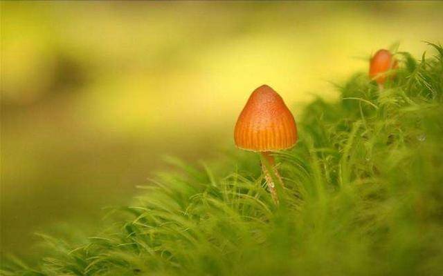六十岁五十路近亲祖母的温馨故事，岁月沉淀的亲情，感人至深的家庭回忆