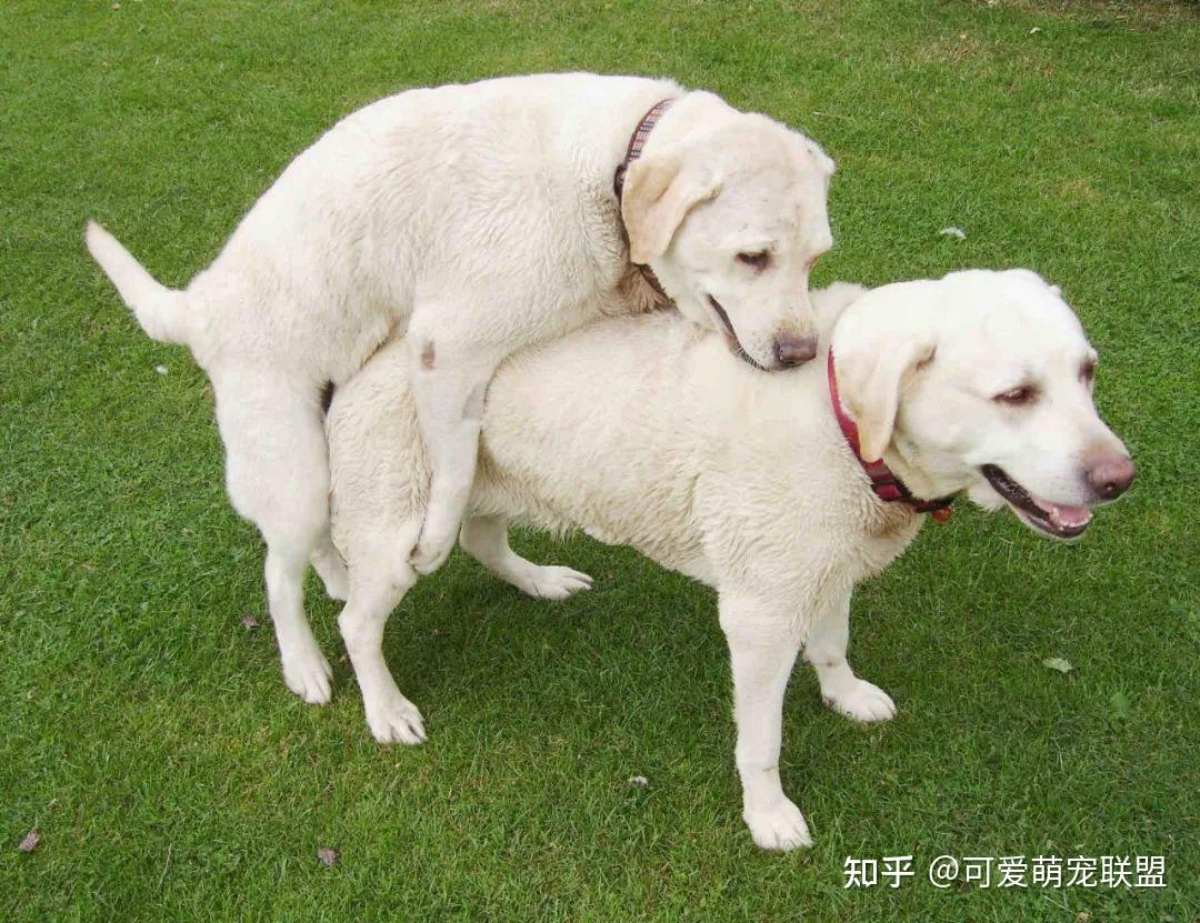 2.狗交配人一级片揭秘，了解真相，保护宠物健康，避免法律风险