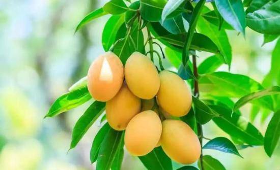榴莲AV独特风味与营养价值解析,探索其健康益处,品味热带水果之王 榴莲AV独特风味与营养价值解析,探索其健康益处,品味热带水果之王