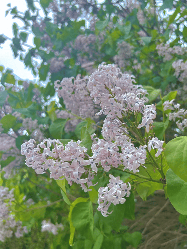 2.色丁香六月久久盛放，夏风轻拂，花香满园惹人醉