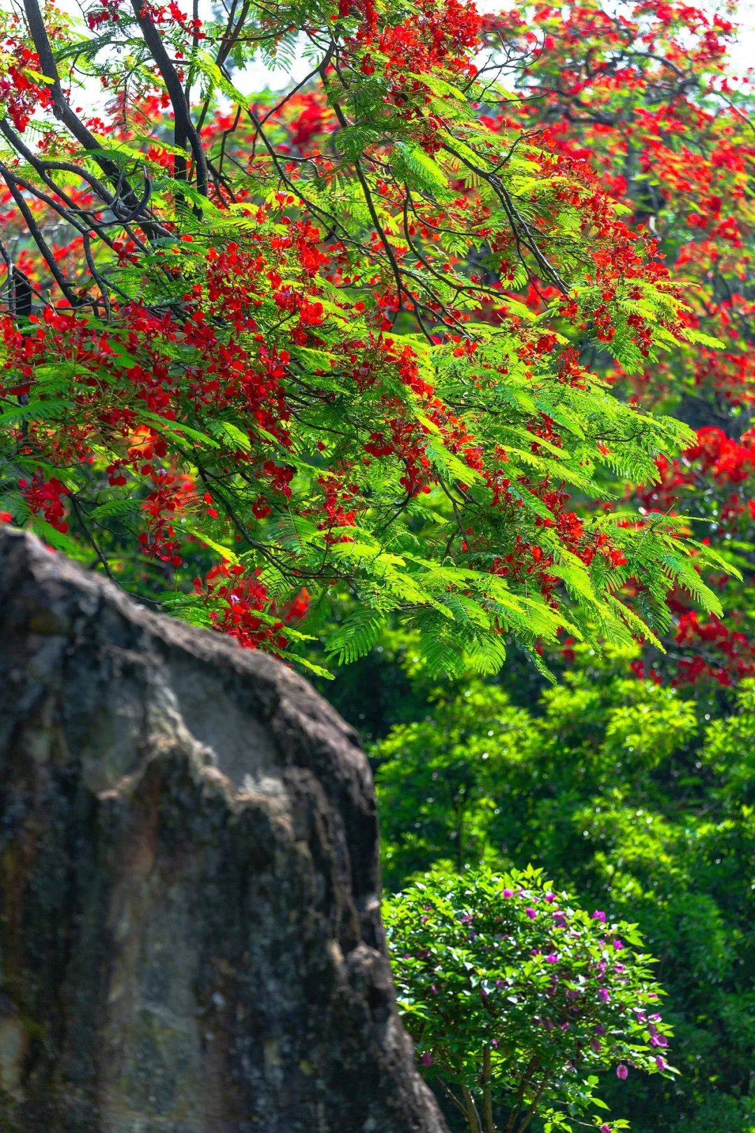1.亚洲六月色彩缤纷的季节