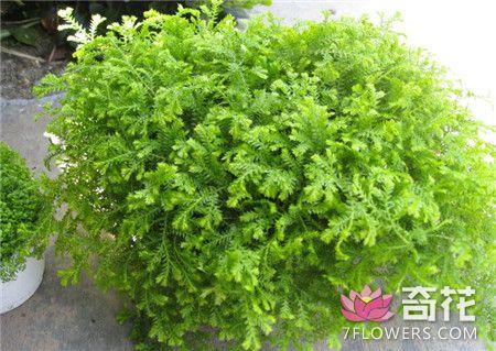 撸撸干撸撸草如何养护，掌握技巧轻松种植，打造健康繁茂草地